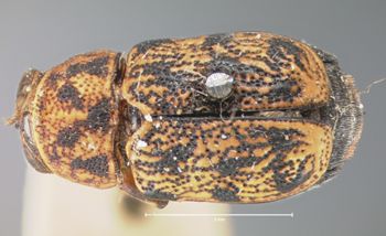 Media type: image; Entomology 8791   Aspect: habitus dorsal view
